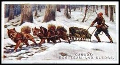 8 Canada Dog Team and Sledge
